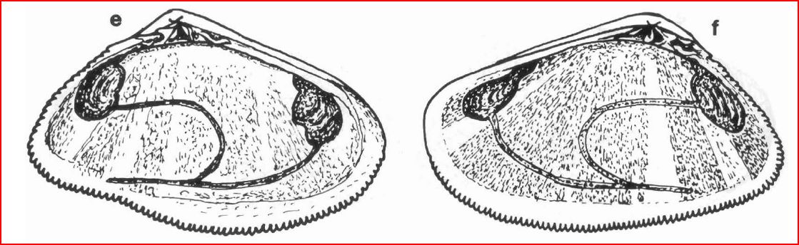 La famiglia DONACIDAE in Mediterraneo